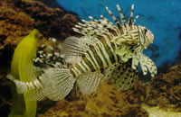 云呼短信测压网页版